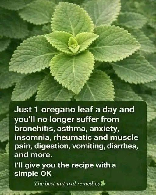 Cuban Oregano Tea